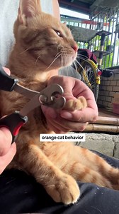 FROFRO AND PALS on TikTok