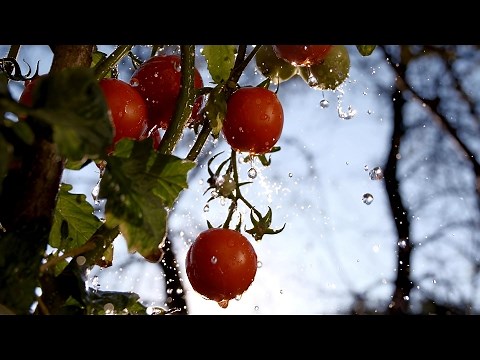 Human Water Cycle: Agriculture