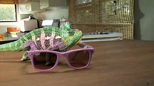 Super chameleon