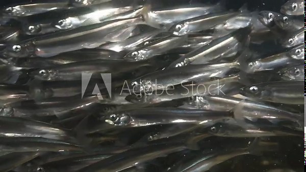 Capelin displaying spawning behaviour in the shallow waters of the Newfoundland coast in Canada.