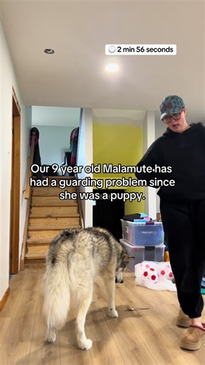 Dealing with Mishka's Guarding Behavior: A Malamute Owner's Journey