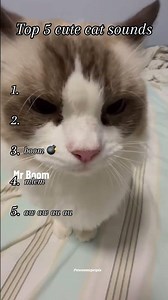 Top 5 cute cat sounds