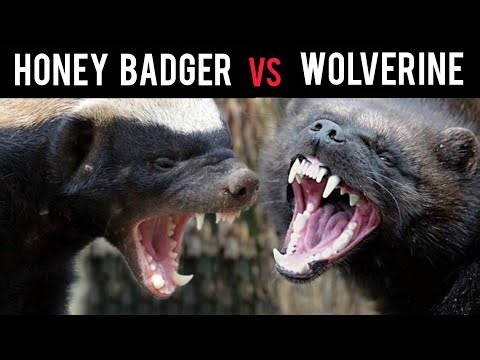 Who Would Win: Wolverine vs Honey Badger 