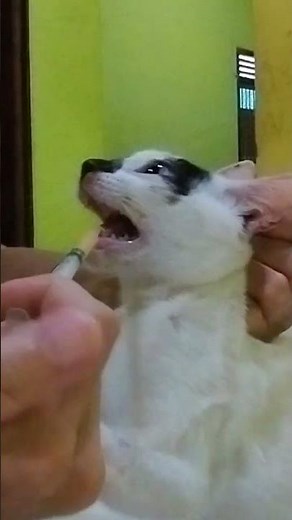 TREATING CATS ABSCESS #cat #catabscess