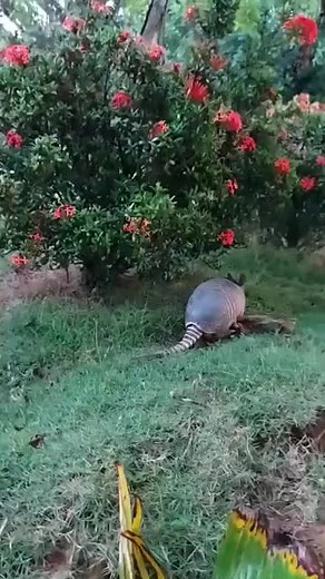 Armadillo Foraging in a Vibrant Garden Environment
