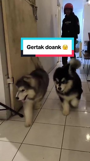 Tips Merawat Alaskan Malamute di Rumah