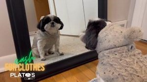 Selling at Plato's Closet is so easy that Blue here can do it without help! 1. Bring your items in a bag or basket 2. Check in with your phone number 3. Shop around while we go through your items. 4. We'll text you when we're finished! 5. Walk out with cash for the items we can purchase from you! No appointment is needed to sell! HOURS: Monday - Saturday 10 am - 9 pm, Sunday 11 am - 6 pm | Plato's Closet - East Lansing, MI | Facebook