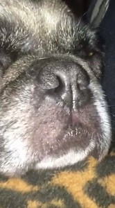 Gizmo loved watching movies but this particular Oscar nominee didn’t do much for him. | THE PUG QUEEN