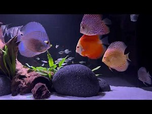 UPDATE: Beautiful 75 Gallon Planted Discus Community Tank
