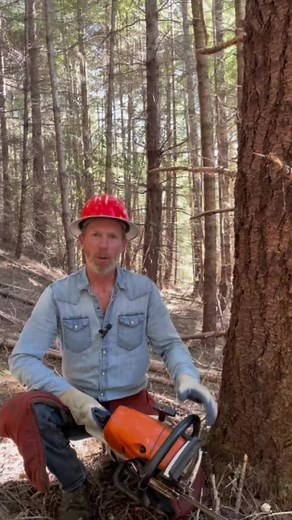 Why I Wear a Hardhat The Incident ##chainsaw##logging##logger##treework##treefelling##safety##safetyequipment #f#forestf#forestryf#forestryequipment