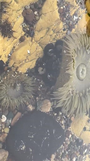 Awesome sea anemone. #marinelife #anemone #beach | Mineral Haven | Facebook