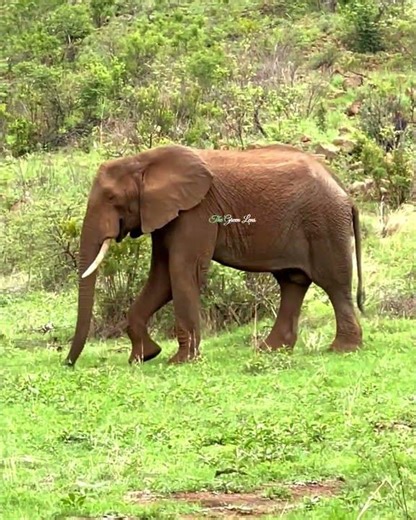 “Dancing Elephant 🐘💃" #elephant #wildlife #trending #youtubeshorts #shorts #viral