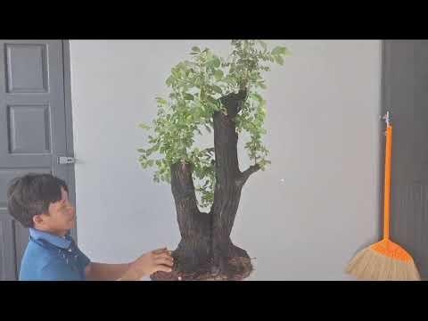 M 241. Gl ace Cẩm Thị tree 750k Contact 0783 494 527 Hue