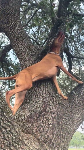 Tree climbing dog! #vizsla #treeclimbing #hungarianvizsla #doglife