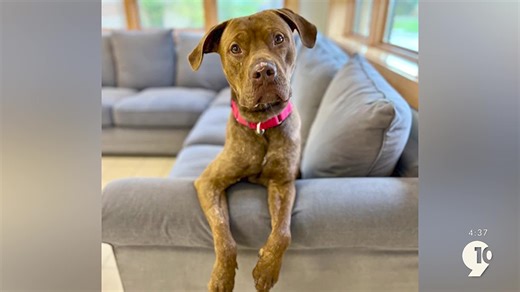 Adopt A Pet: Meet Cedar, a goofy, smart & loving pup looking for a home