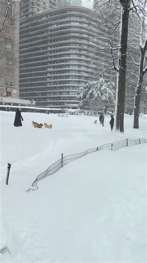 #chowchow #foryoupage #viral #fyp #snow | chowchow