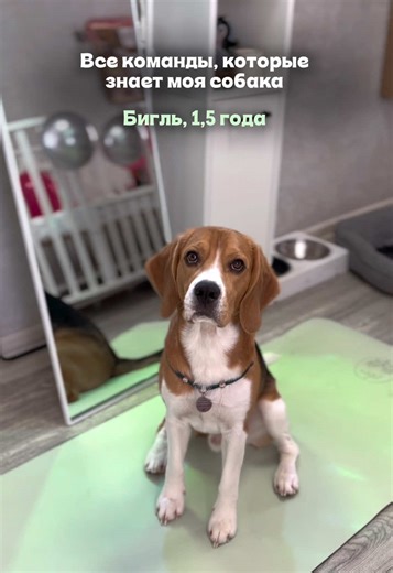 40 команд для умной собаки: полный список