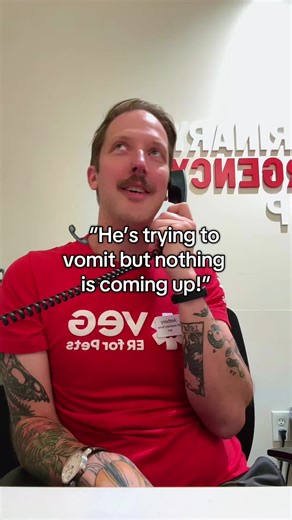 Understanding Vomiting Issues in Pets