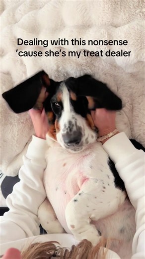 Funny Dog Moments with Basset Hounds