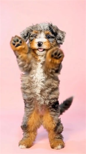 👀🐾 WAIT TILL THE END… CAN YOU GUESS THIS POODLE CROSSBREED? 🐾👀 Five tiny fluff balls… Soft curly coats… Chunky paws… Button noses… And personalities already bigger than their little bodies 😍🐶 These pups are already stealing hearts, toddling around like tiny teddy bears and trying to figure out the world one wobble at a time. But here’s the mystery… 👉 What poodle crossbreed do YOU think they are? Take a guess in the comments before the reveal! ⬇️⬇️ Goldendoodle? Sheepadoodle? Labradoodle? 