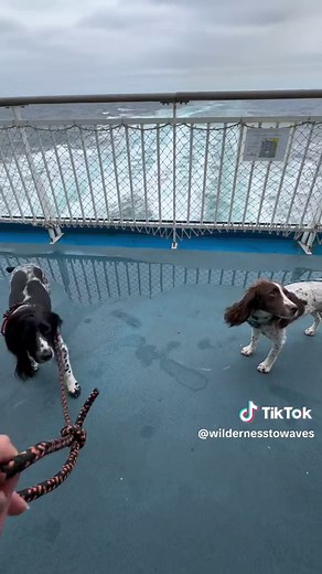 Sailing from UK to Spain with Dogs onboard | Brittany Ferries