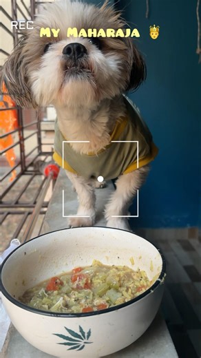 Part 2 of Episode 3 🐶🐾❤️✨ #shihtzu #food #dogreels #cherrytheshihtzu