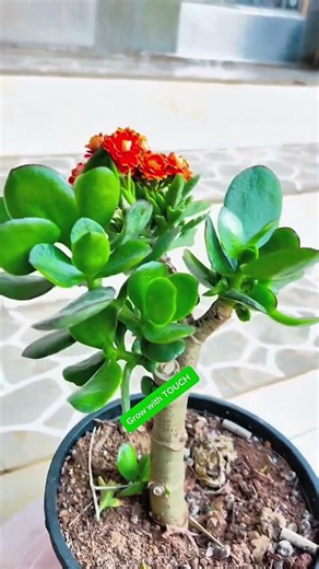 Wow good work grafting kalanchoe with jade blooms beautiful #grafting #bloom