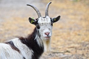 Goat Names 100  TOP Boy & Girl Names Ideas - PetShoper