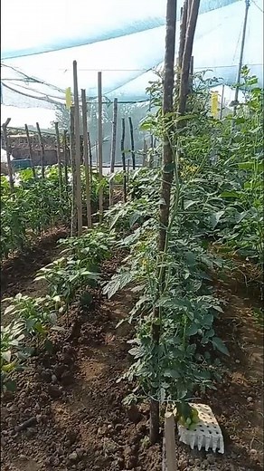 Amateur Vegetable Growing 🍅 #garden #gardening #vegetables