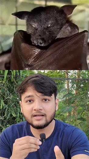 Flying Foxes seen in Rajasthan? | Are they Alien? #flyingfox#shorts#news