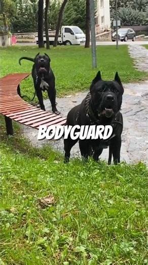 5 Signs Your Dog Was Born to Protect You