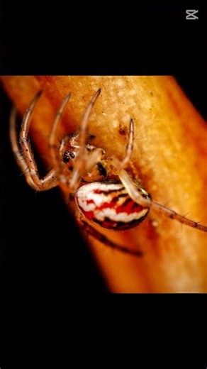 This Spider is Only 1.5 mm! Wait for the close-up 🤯
