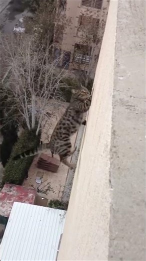 Watch the epic reflexes of cat bosses