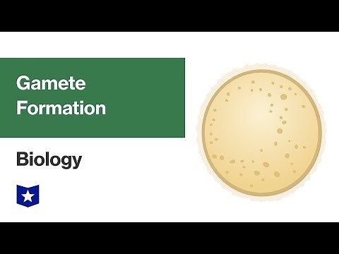 Gamete Formation | Biology
