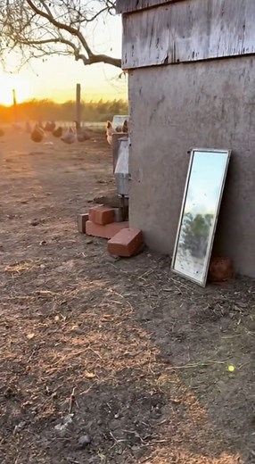 Watch as this feisty rooster gets into a fierce battle with its own reflection. The rooster's angry reaction is both hilarious and fascinating, showcasing the bird's natural instinct to defend its territory. With its loud crowing and aggressive posturing, this rooster is determined to take down its perceived opponent, even if it's just a mirror image. This entertaining video is a must-see for anyone who loves animals, especially those with unique personalities like this angry rooster. Get ready 