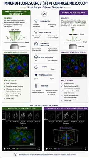 IF vs Confocal microscopy #microscope #immunofluorescence #confocal #immunology #research #science