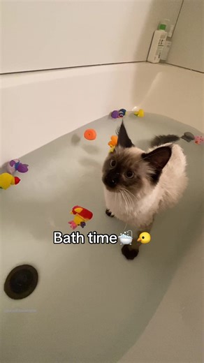 Do you think he had fun?🤣 . . . #cat #catsoftiktok #siamese #siamesecat #kitten #siamesekitten #trend #fyp #petinfluencer #cute #funnycat #funnycatvideos #catvideos #foryou #viral #trending #comedy #love #boycat #meme #catmeme #silly #relatable #catmom #siamesechirp #reels #bathtime #grwm