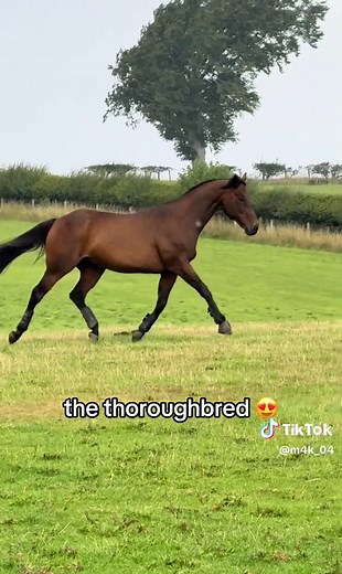 Thoroughbred horse breed: why the Thoroughbred is the best