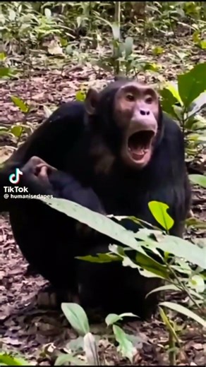 #funny #ihavethisthingwithplants #lifeisbutadream