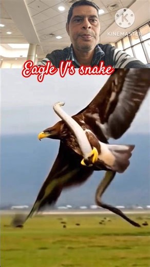wow interesting facts- Eagle attack a python #ytshorts #wildlife #animals #lionhunting