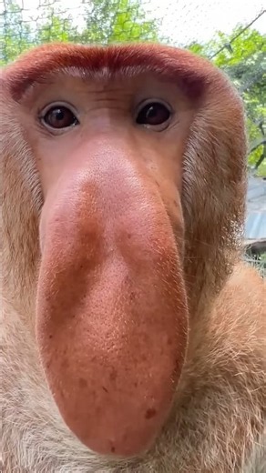 Proboscis Monkey Makes Funny Noises #shorts​
