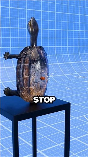 How strong is Turtles Shell?? 🐢🤔