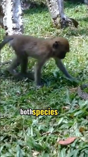 Intense Standoff: Baby Komodo Dragons vs. Baby Monkeys in the Wild
