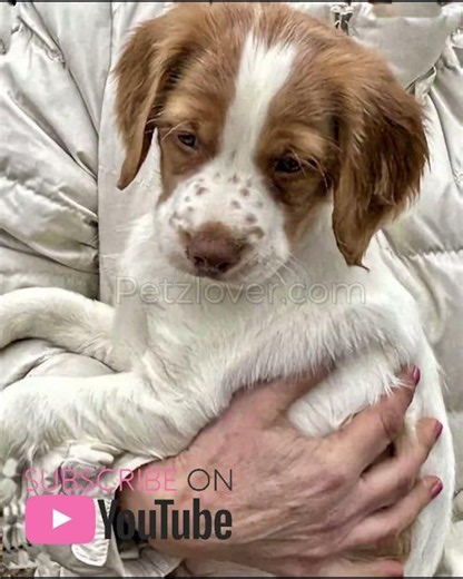 Beautiful Female Brittany Puppy for Sale