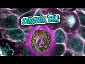 Stromal cell (Everything Human Cells) 💬👁️🕺🔎✅