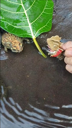 how to catch snakehead fish with frog lure - SNAKEHEAD FISH #shorts #fish #channa #viralvideo