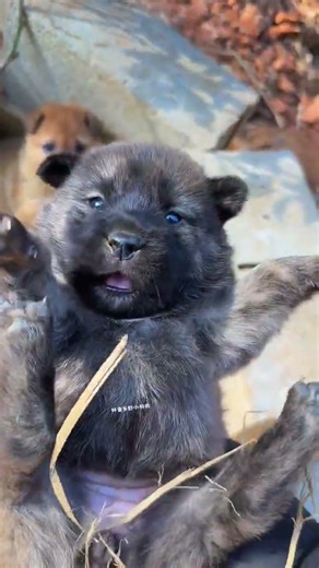 This little nose is equipped with a battery and it rings when you press it. It is a pastoral dog, a