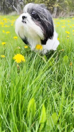 Dog Loves Nature!
