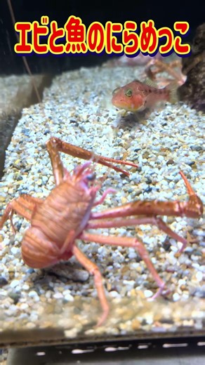 [For Kids] A video of a staring contest between a shrimp and a fish [E-tele style]