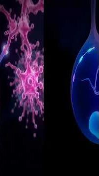 SRY Gene: How One Switch Builds a Body